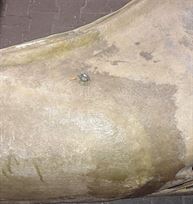 bizzarrini-gt-5300-car-body-from-the-60s